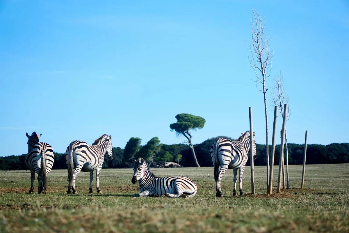 wild life brijuni island