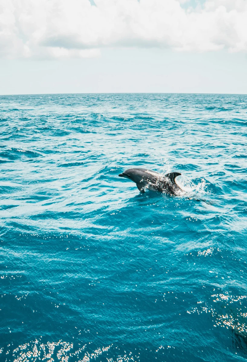 pula dolphins boat tour