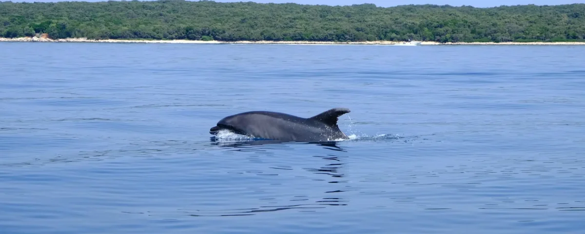 adriatic sea dolphins