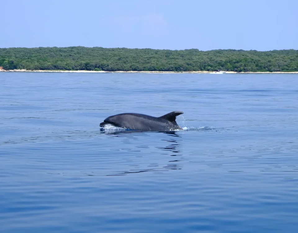 adriatic sea dolphins